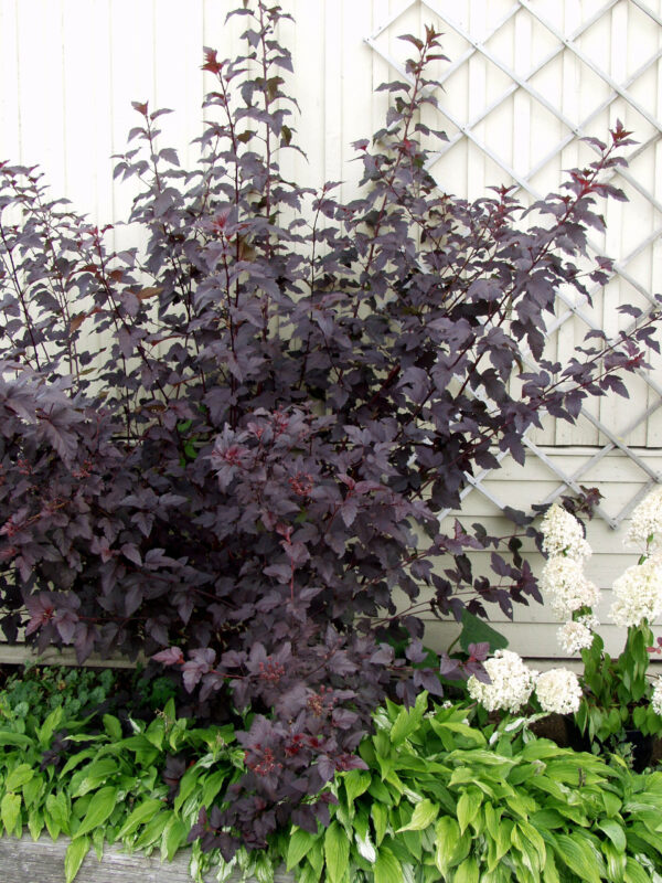 Purppuraheisiangervo 'Diabolo' jumbo; At,7,5L