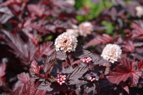 Purppuraheisiangervo 'Lady in Red'; runko 90,At