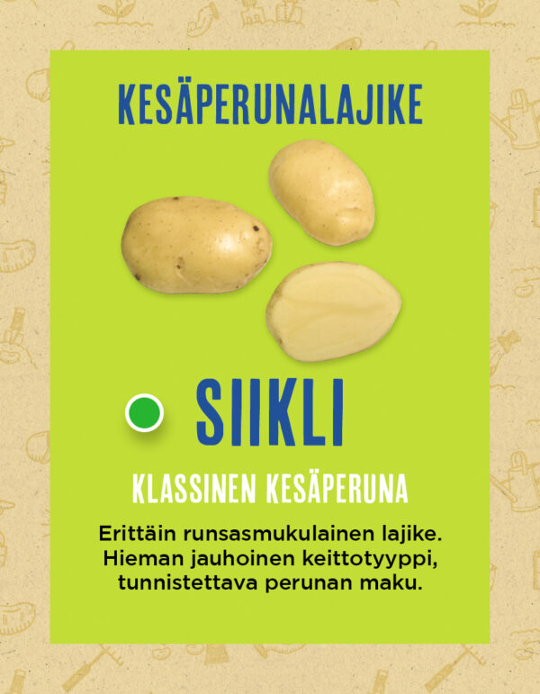 Siemenperuna 'Siikli' 5 kg