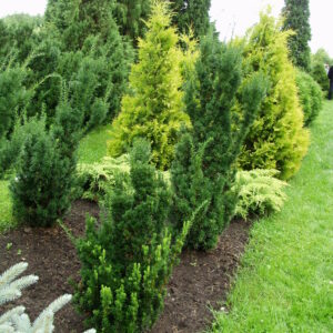 Kartiomarjakuusi 'Hicksii'; 100-125,Pa,Ul