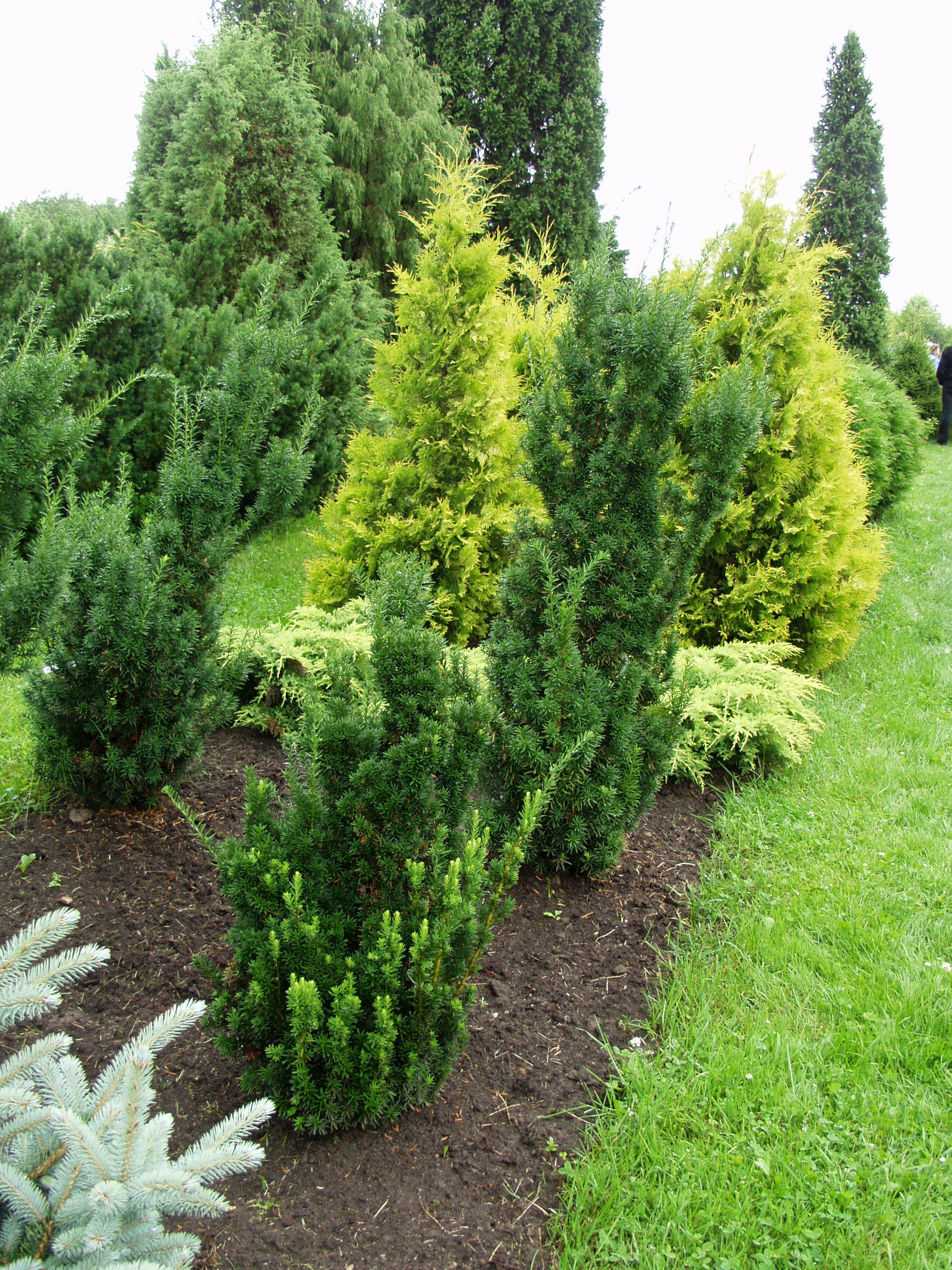 Kartiomarjakuusi 'Hicksii'; 100-125,Pa,Ul