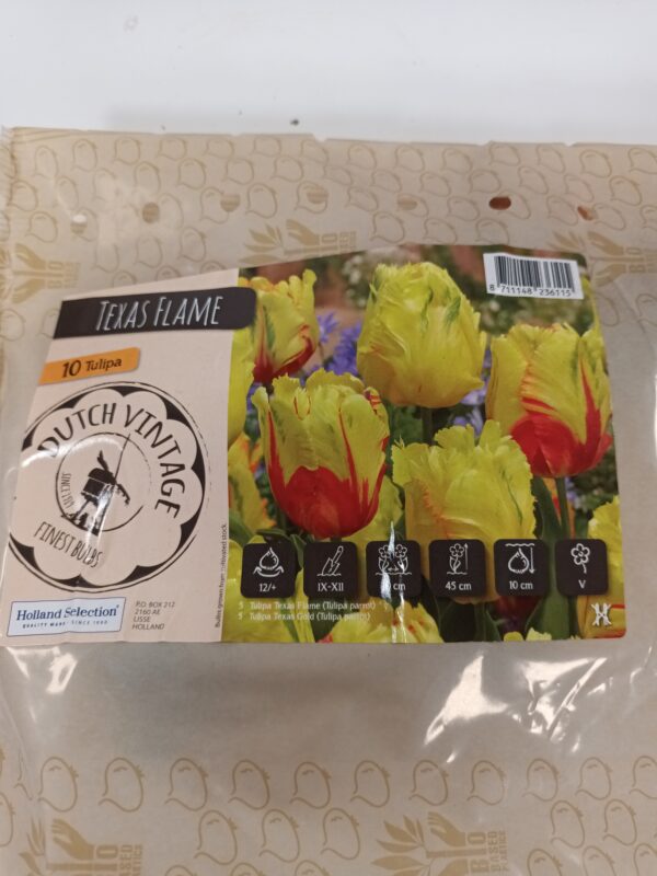 Dutch vintage Mix 10 kpl Tulppaani Texas Flame