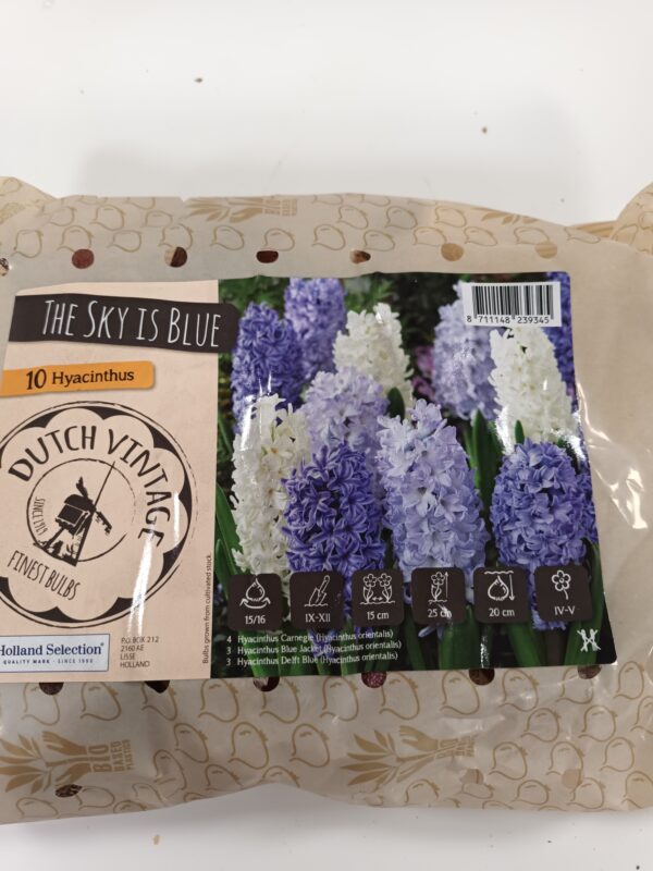 Dutch vintage Mix 10 kpl Hyasintti The Sky is Blue