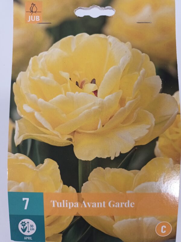 Tulppaani 'Avant Garde' 7 kpl