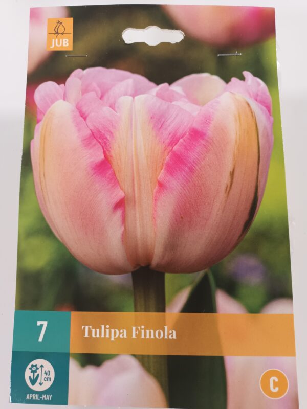 Tulppaani 'Finola' 7 kpl