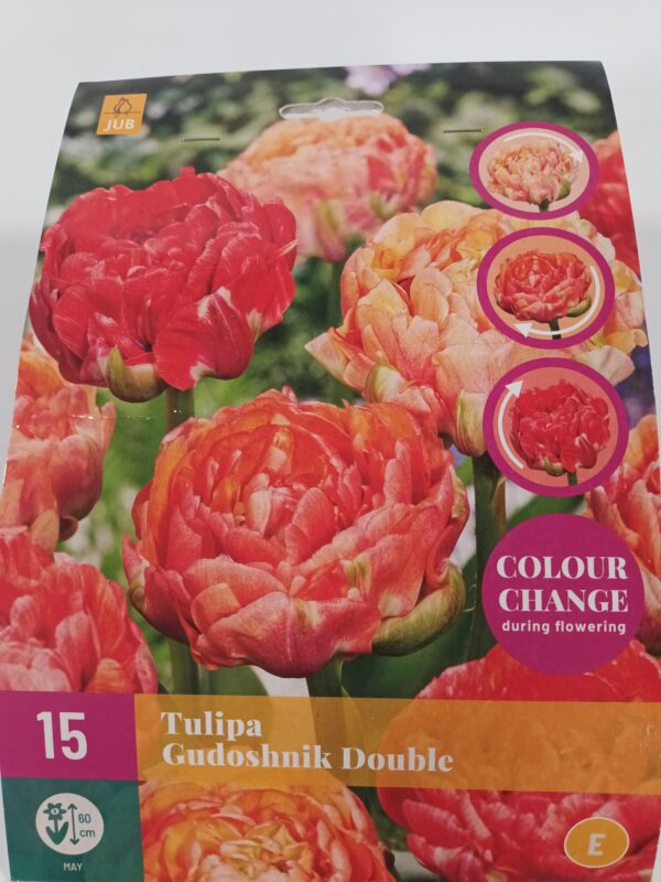 Tulppaani 'Gudoshnik Double' 15 kpl