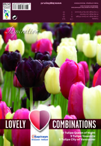 Combi Tulip Late Black,Pink&White 20 kpl