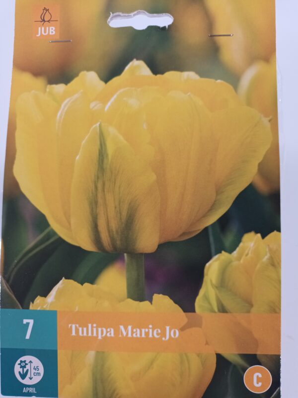 Tulppaani 'Marie Jo' 7 kpl