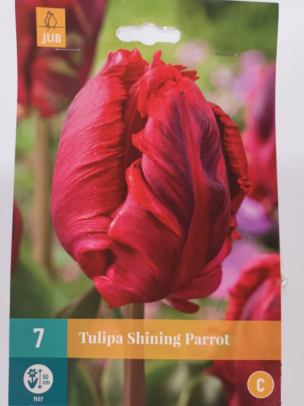 Tulppaani 'Shining Parrot' 7 kpl