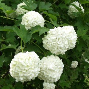 Lumipalloheisi 'Pohjan Neito' FinE jumbo; At,7,5L