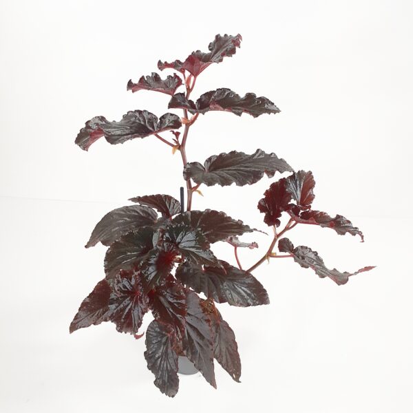 Begonia 'Arabian sunset' p12