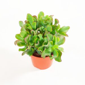 Rahapuu 'Curly Creen' p12