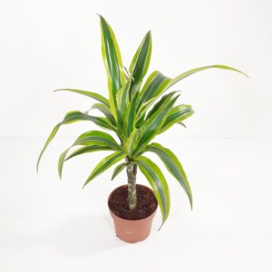 Juovatraakkipuu 'Lemon Lime' p12