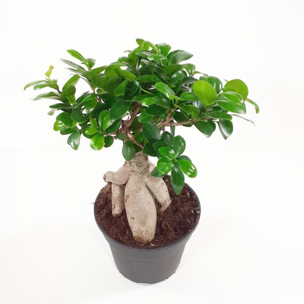 Varjoviikuna 'Ginseng' p15-17