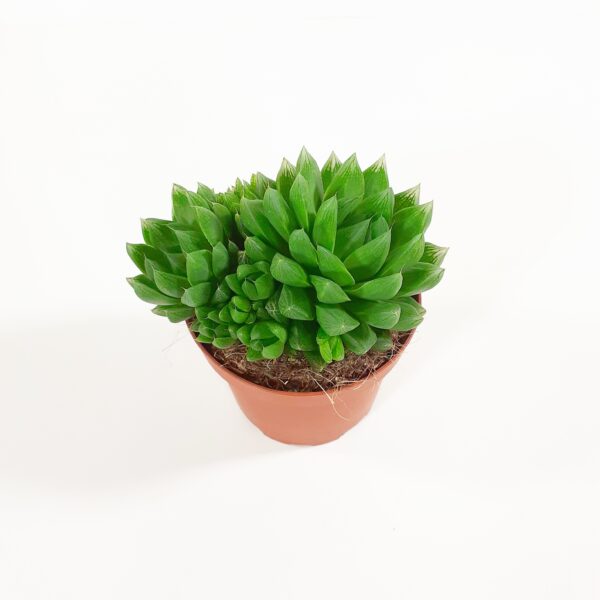 Haworthia cooperi p10,5