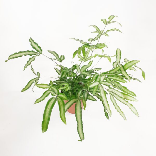 Siipisanikka 'Albolineata' p12