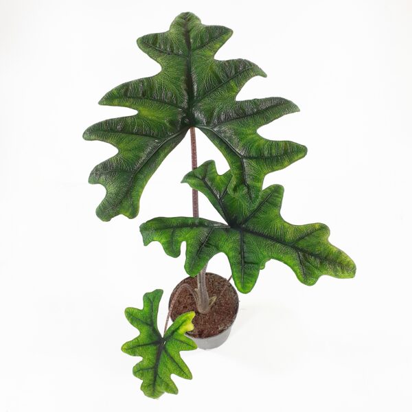 Alokasia 'Jacklyn' p14