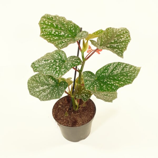 Begonia albopicta 'Rosea' p12