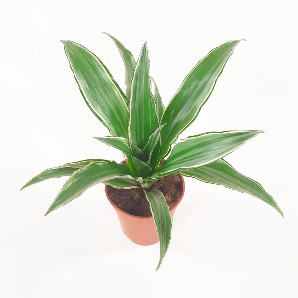 Juovatraakkipuu 'Warneckei' p12