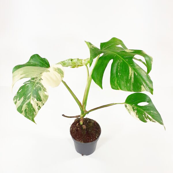 Jättipeikonlehti 'Variegata' P12