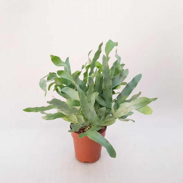 Kultaimarre 'Blue Star' p12