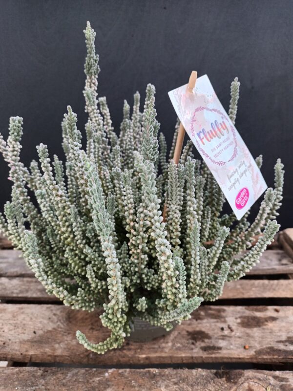 Calluna Garden Girls Fluffy p13