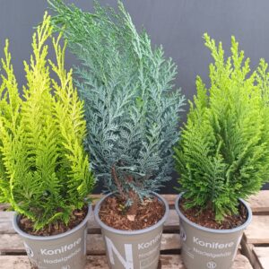 Ruukkuhavu p12-13 erilaisia