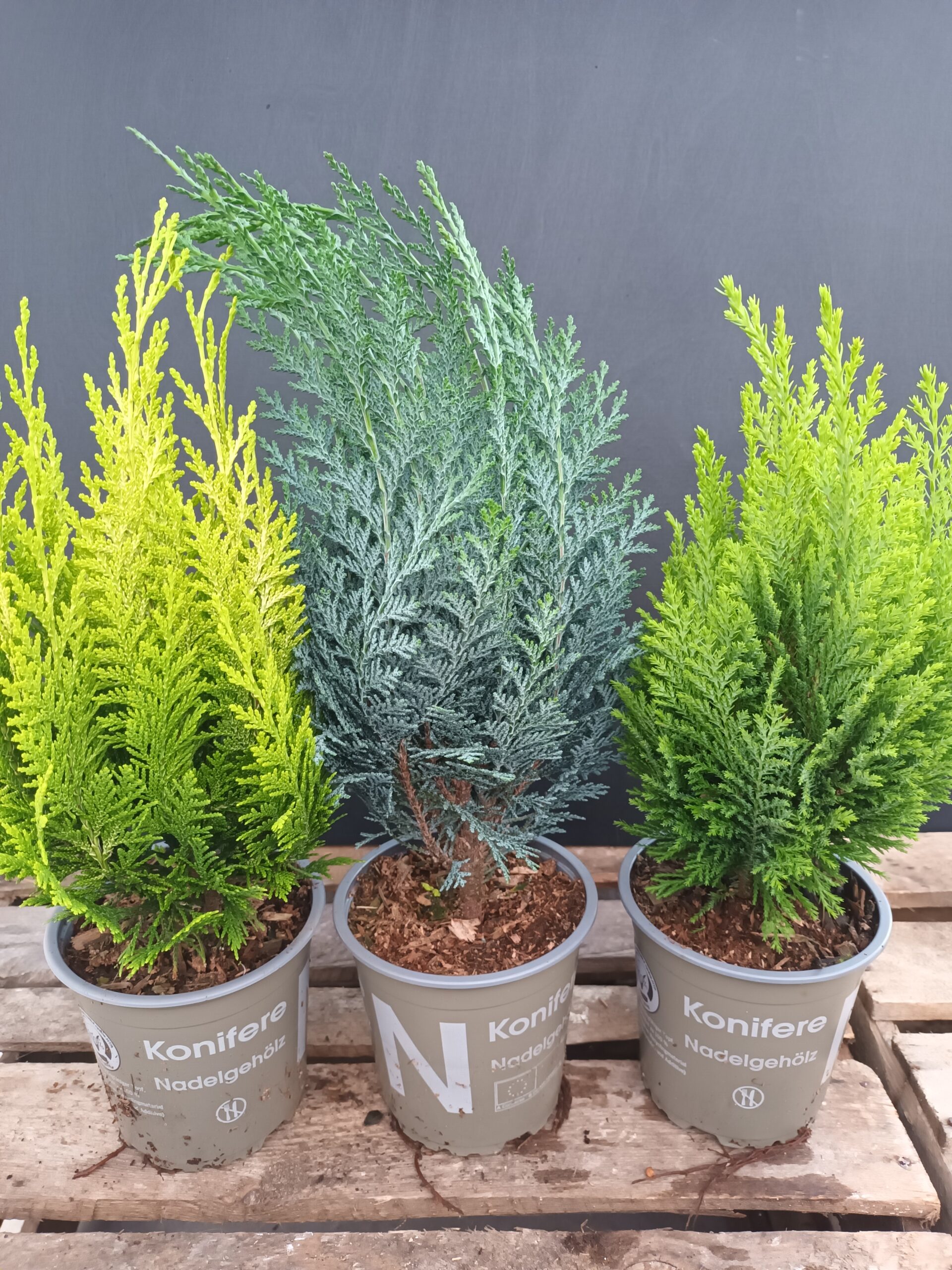 Ruukkuhavu p12-13 erilaisia