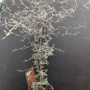 Korokia p14 cm H 55cm