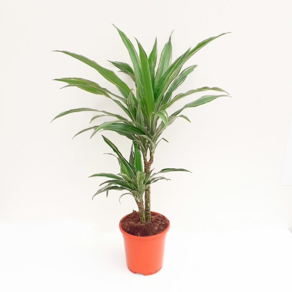 Juovatraakkipuu ' Warneckei ' 70cm