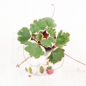 Aaroninparta 'Tricolor' p10,5