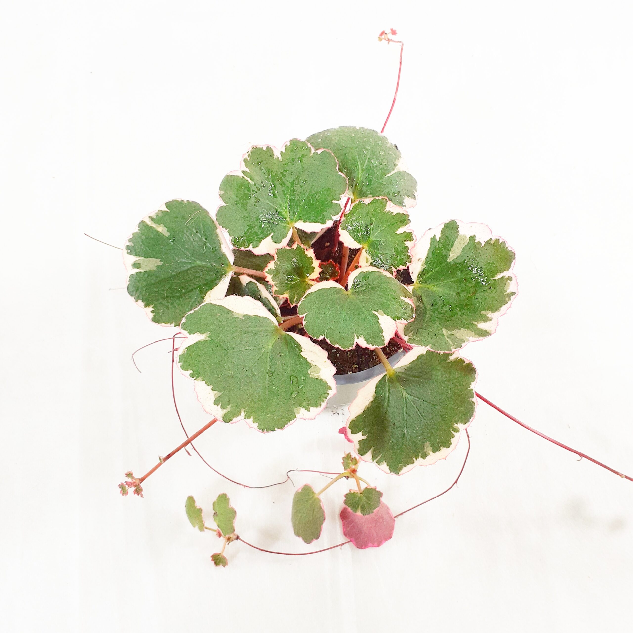 Aaroninparta 'Tricolor' p10,5