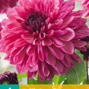 Daalia Bacardi 1 kpl