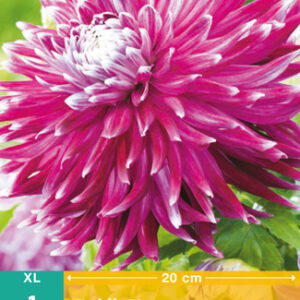 Lautasdaalia 'Vancouver' 1 kpl