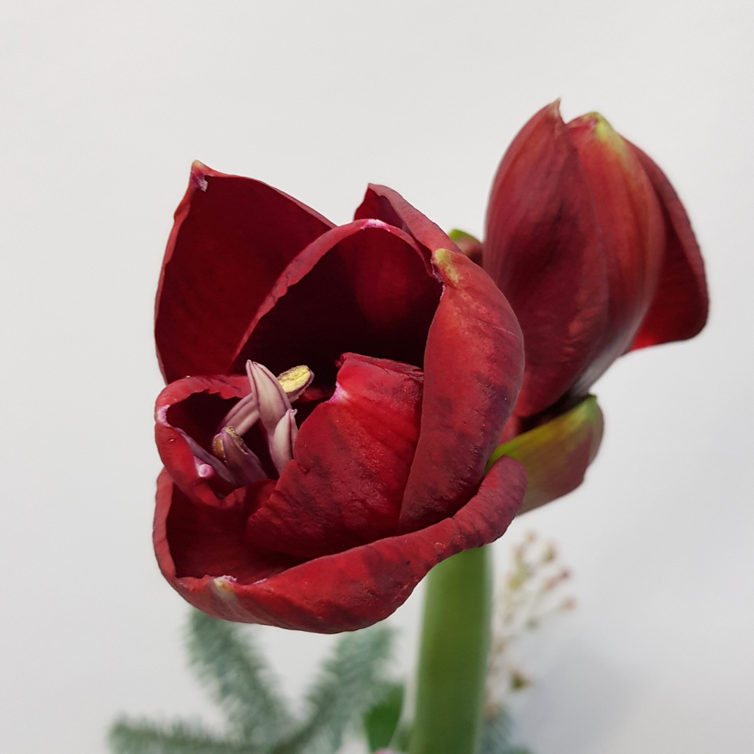 Joulun Tähti - Image 2