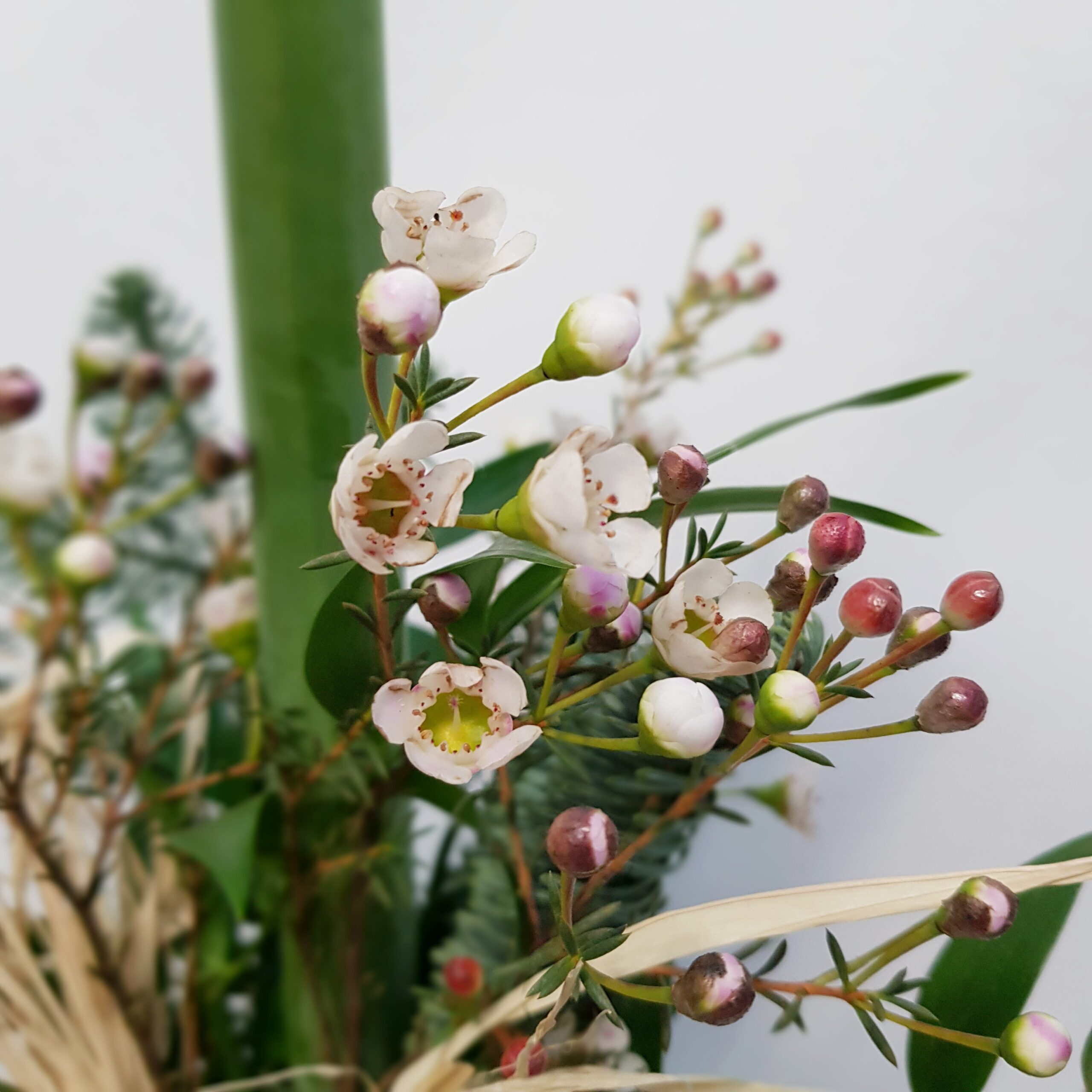 Joulun Tähti - Image 3