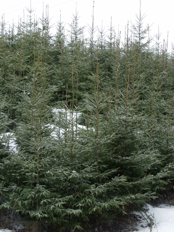 Metsäkuusi; 60-80, At 3 L