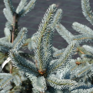 Hopeakuusi 'Hoopsii'; 40-50,Pa,Ul