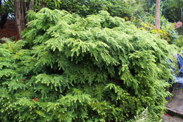 Kanadanhemlokki 'Jeddeloh'; 30-40,At 5L, Ul