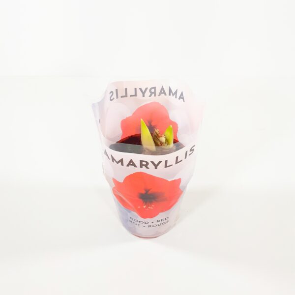 Amaryllis p12, punainen
