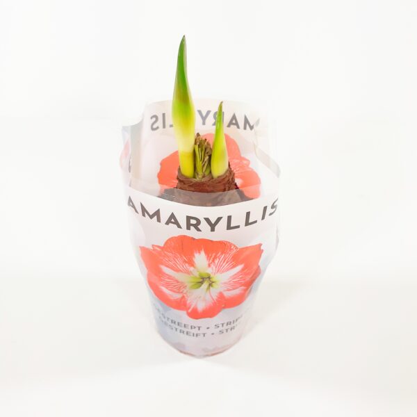 Amaryllis p12, raidallinen