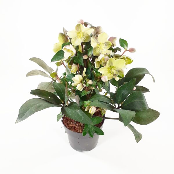 Jouluruusu 'Viv Valeria' p15