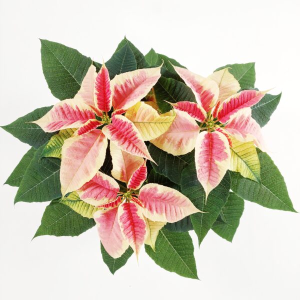 Joulutähti, Mon, L, 'Christmas Beauty Marble'