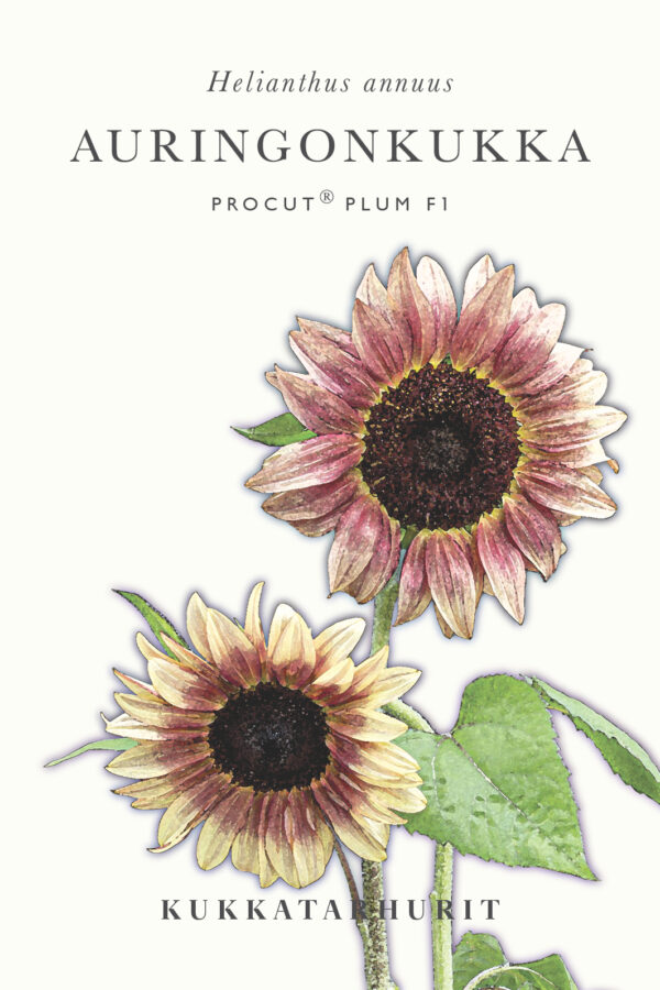 Auringonkukka Procut® Plum F1