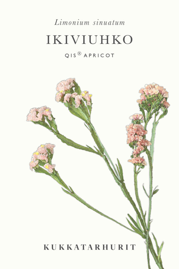 Ikiviuhko QIS Apricot