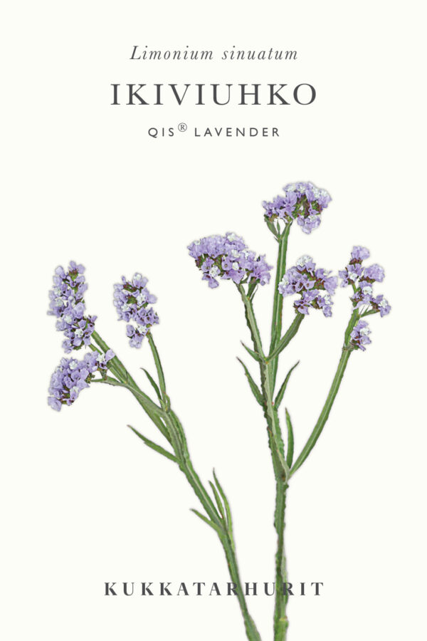 Ikiviuhko QIS Lavender