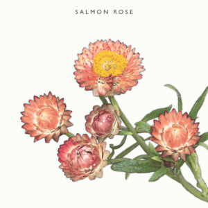 Iso-olkikukka 'Salmon Rose'