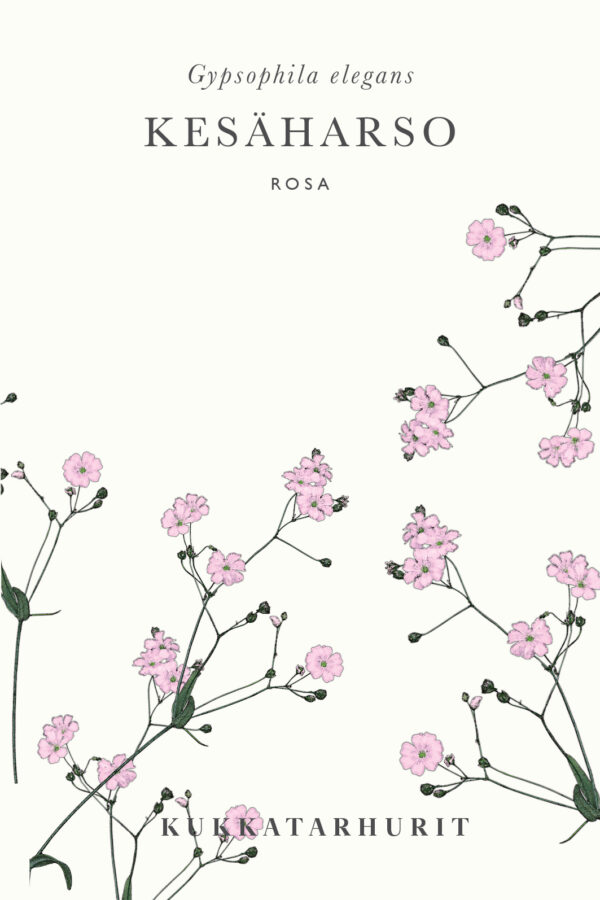 Kesäharso 'Rosa'
