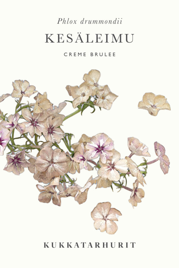 Kesäleimu 'Creme Brulee'