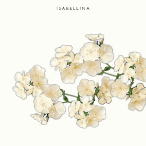 Kesäleimu 'Isabellina'